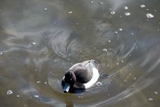 Reiherente (11 von 12).jpg